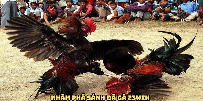 Sảnh đá gà trực tiếp tại 23Win