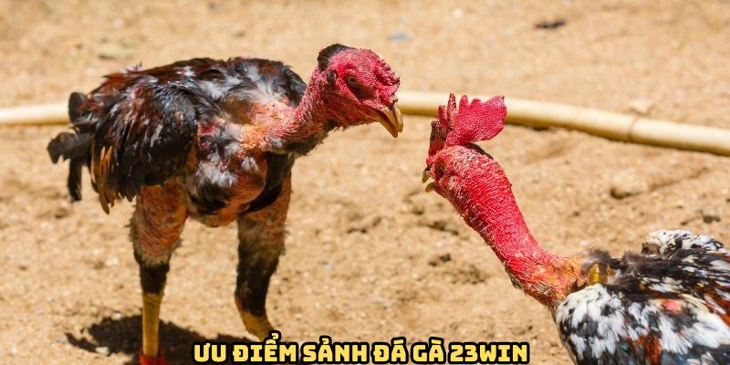Tại sao nên lựa chọn sảnh đá gà tại 23Win?